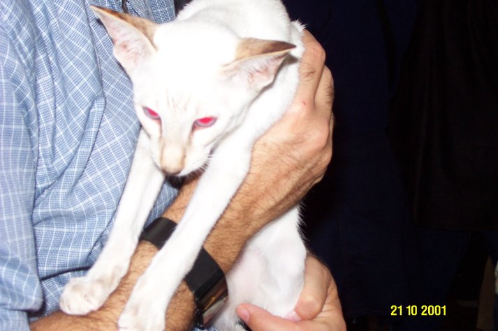 mostrasiamese.jpg (56443 byte)