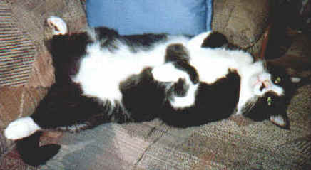 Have You Hugged Your Cat Today?