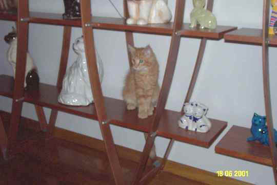 gattofragatti_.jpg (13862 byte)