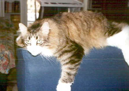 Topazio3.jpg (46348 byte)