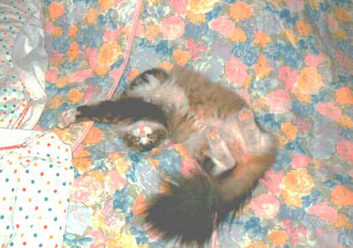Topazio 3.jpg (59636 byte)