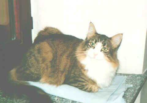 Topazio_5.jpg (13113 byte)