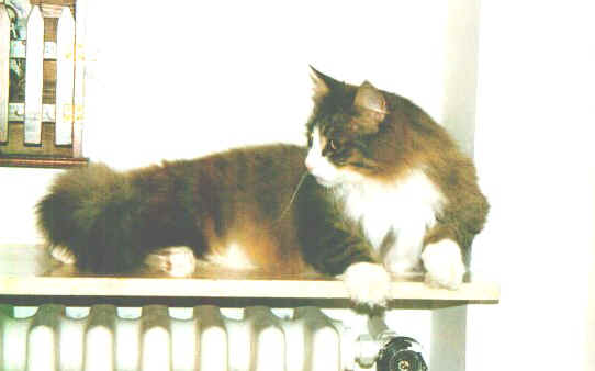 Topazio 6.jpg (31362 byte)