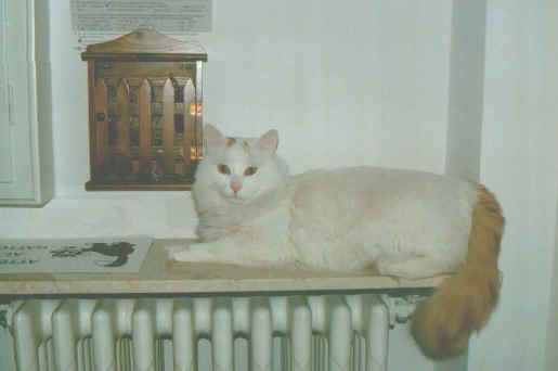 Ulan ciccio.jpg (28055 byte)