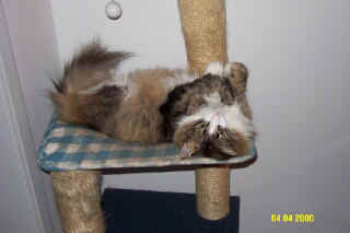 gatti0002.jpg (61012 byte)