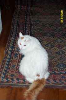 gatti0003.jpg (7762 byte)