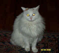 gatti0005.jpg (62197 byte)