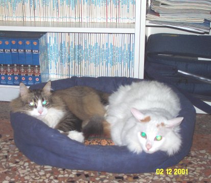topy_ulan.jpg (37991 byte)