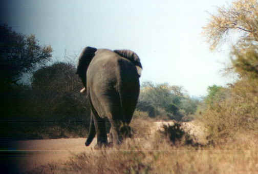 elefantesterrato.jpg (39309 byte)
