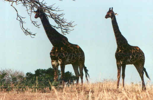 girafs.jpg (51898 byte)