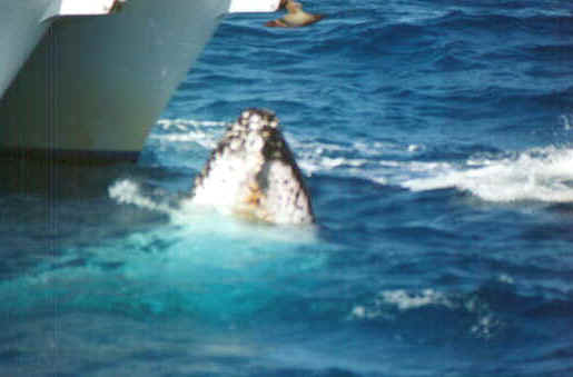 Balena 1.jpg (36325 byte)