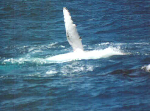 Balena 2.jpg (40674 byte)