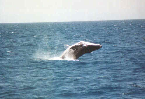 Balena 4.jpg (40451 byte)