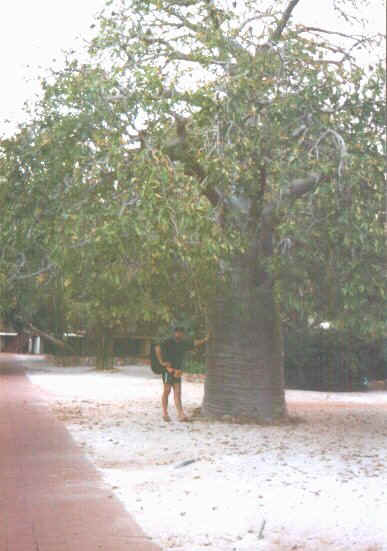 Baobab.jpg (56355 byte)