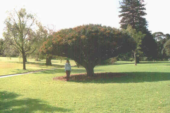 Botanic Garden.jpg (58847 byte)