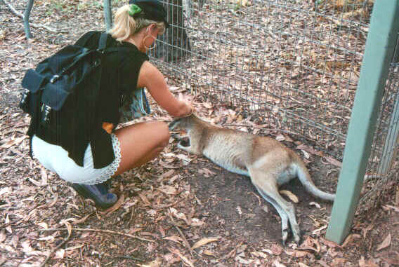 Canguro.jpg (82146 byte)