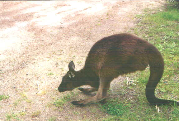 Canguroinnamorato.jpg (64032 byte)