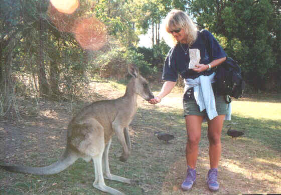 Canguto 21.jpg (64350 byte)