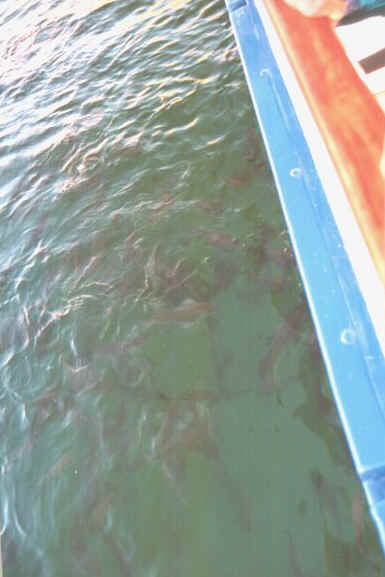 Catfish.jpg (45030 byte)