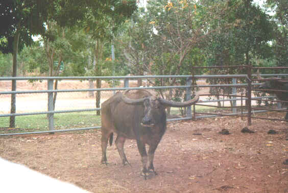 Charlie.jpg (58957 byte)