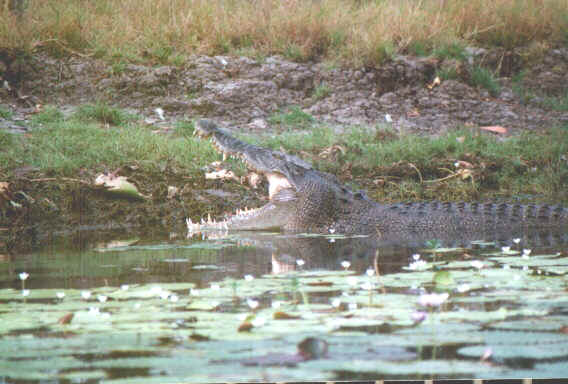 Coccodrillo.jpg (59623 byte)