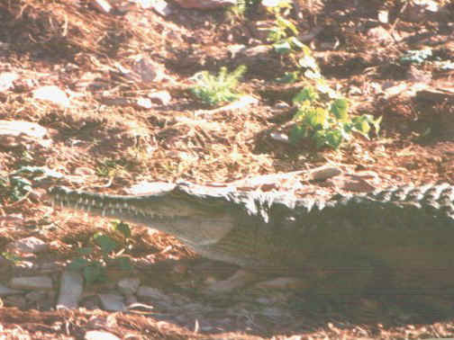 Coccodrillo acqua dolce.jpg (68247 byte)