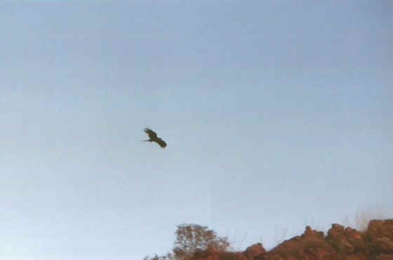 Falco Argyle.jpg (18105 byte)