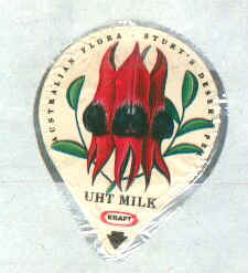 Fiore rosso.jpg (27840 byte)