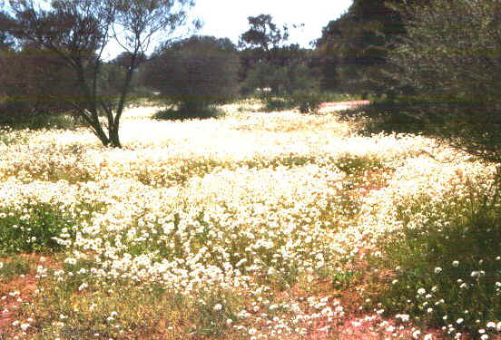 Fiorita.jpg (92269 byte)