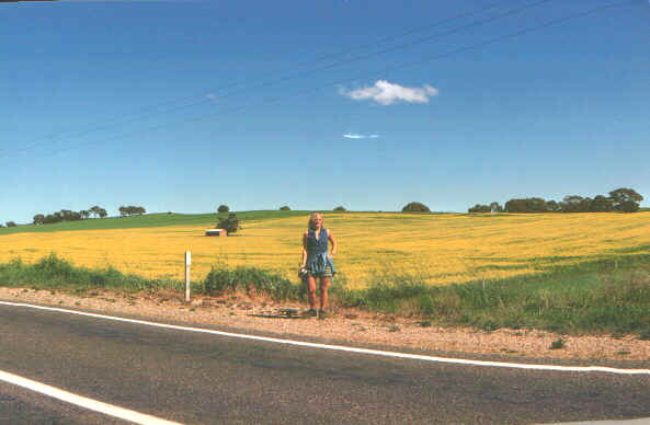 Girasoli.jpg (44862 byte)