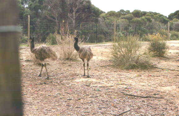 Kangarooemu.jpg (74158 byte)