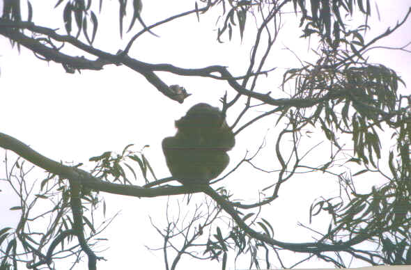 Kangaroofrutti.jpg (63913 byte)