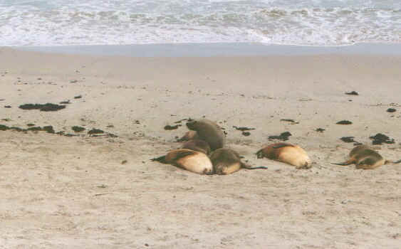 Kangarooleoni.jpg (44383 byte)