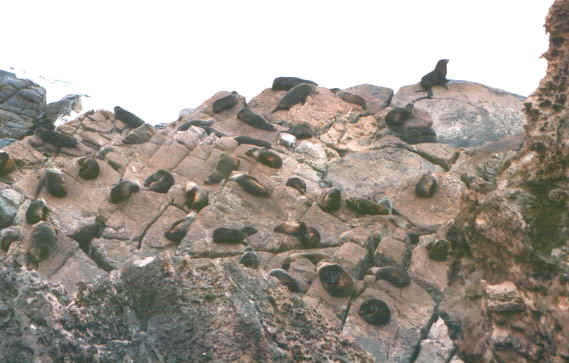 Kangarooleoni1.jpg (51583 byte)