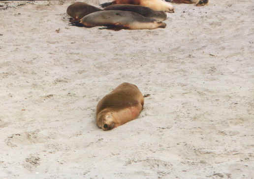 Kangaroomusino1.jpg (45904 byte)