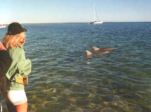 Monkey Mia.jpg (51684 byte)