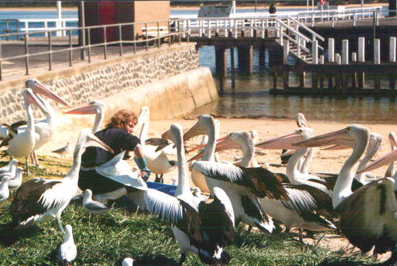 Pellicani.jpg (73405 byte)