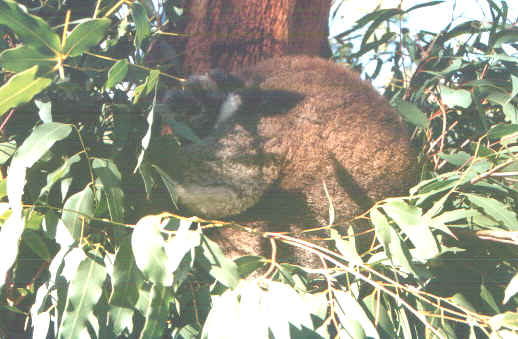Phillipkoala.jpg (81226 byte)