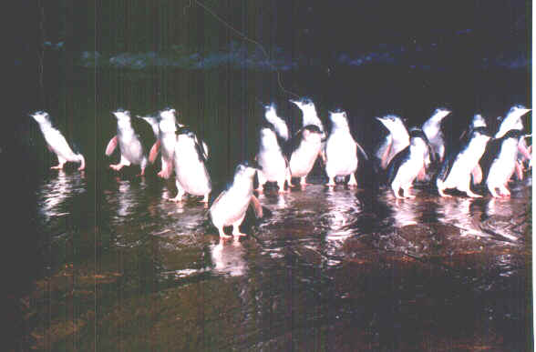 Pinguini 1.jpg (44081 byte)