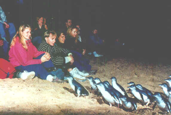 Pinguini 2.jpg (41836 byte)