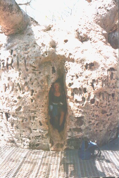 Prison tree.jpg (70044 byte)