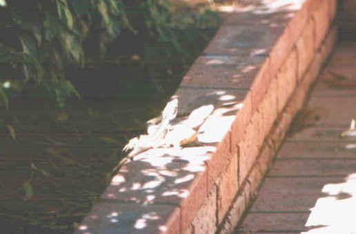 Ramarri.jpg (36586 byte)