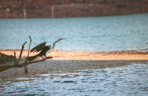 Uccello Argyle.jpg (46985 byte)