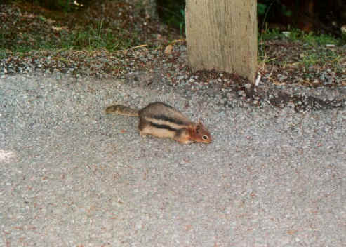 Cip senza Ciop.jpg (66479 byte)