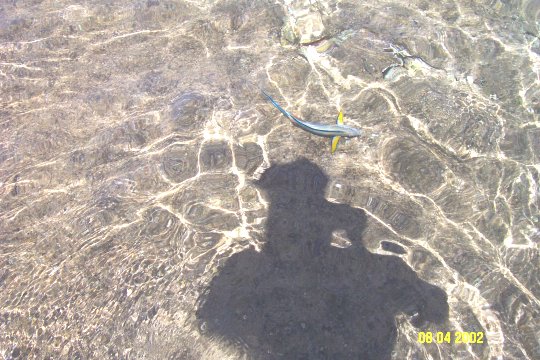 pesci6.jpg (70266 byte)