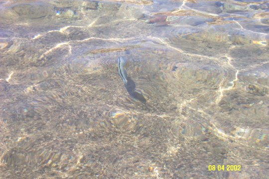 pesci7.jpg (54523 byte)