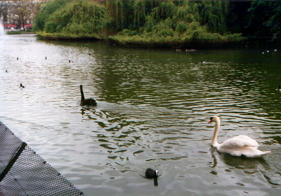 Anatre.jpg (66722 byte)