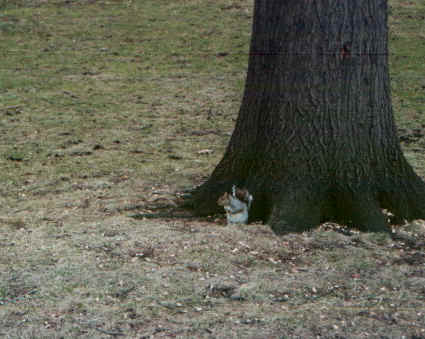 scoiattoli.jpg (62971 byte)