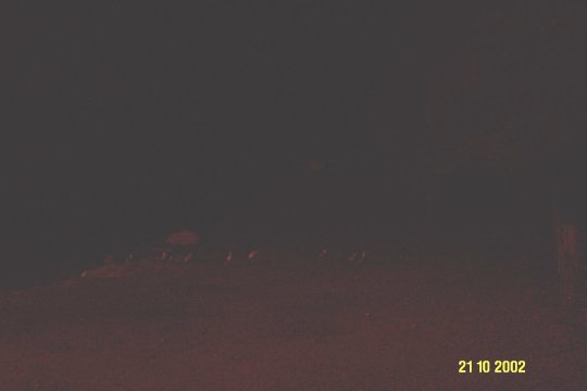 Dcp_0667_.jpg (8824 byte)