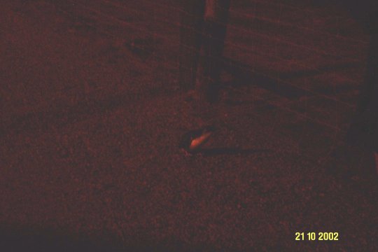 Dcp_0670_.jpg (19703 byte)